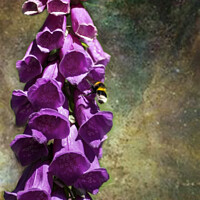 Buy canvas prints of A single foxglove flower with a bee by Joy Walker