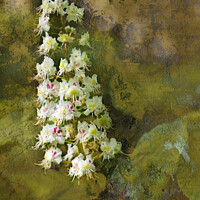 Buy canvas prints of A Chestnut tree bloom by Joy Walker