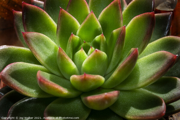 Sempervivum plant in close-up Picture Board by Joy Walker