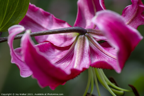 A single pink lily flower in full bloom Picture Board by Joy Walker