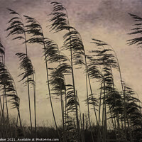 Buy canvas prints of Tall reed grasses on a river bank near Oxford, blowing in the wind by Joy Walker