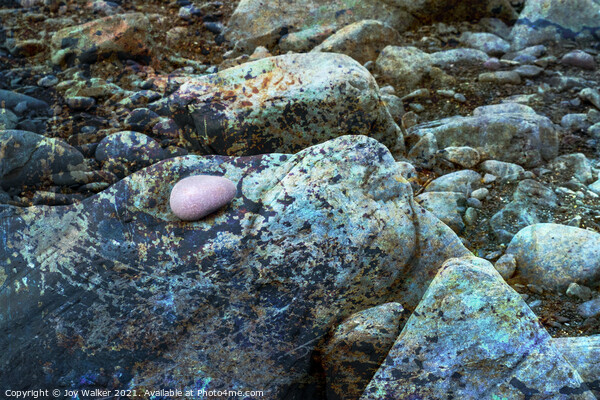 The rocky foreshore of a beach with a single ink pebble Picture Board by Joy Walker
