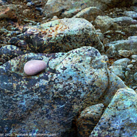 Buy canvas prints of The rocky foreshore of a beach with a single ink pebble by Joy Walker