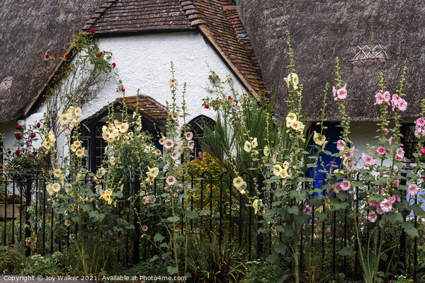 A thatched cottage with Hollyhock flowers Picture Board by Joy Walker