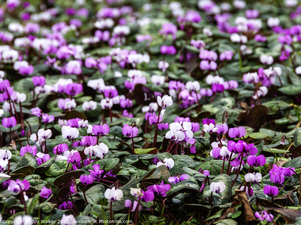 A carpet of pink and white Cyclamen flowers Picture Board by Joy Walker