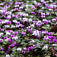 Buy canvas prints of A carpet of pink and white Cyclamen flowers by Joy Walker