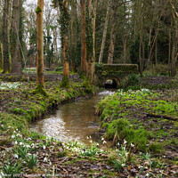 Buy canvas prints of Woodland and snowdrops by Joy Walker