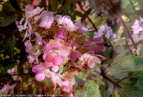 An artistic image of a pink flower of the Hydrangea shrub Picture Board by Joy Walker