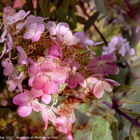 Buy canvas prints of An artistic image of a pink flower of the Hydrangea shrub by Joy Walker