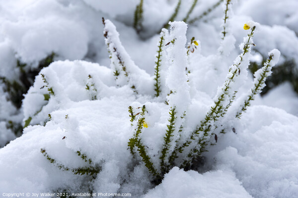 A Mahonia plant with the snow settling on the flowers Picture Board by Joy Walker