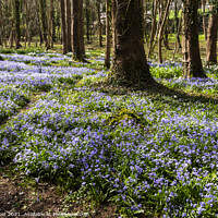 Buy canvas prints of A woodland scene with a multitude of blue flowers by Joy Walker