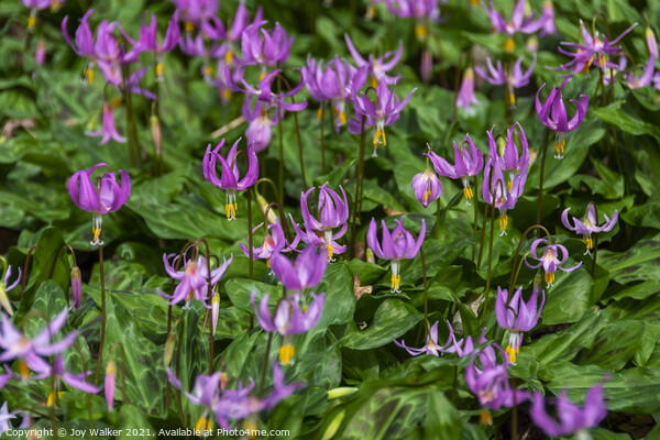 A patch of Erythronium Revolutum lilies Picture Board by Joy Walker