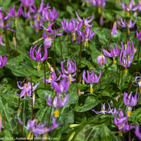 Buy canvas prints of A patch of Erythronium Revolutum lilies by Joy Walker