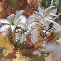 Buy canvas prints of Magnolia Wadas Memory by Joy Walker