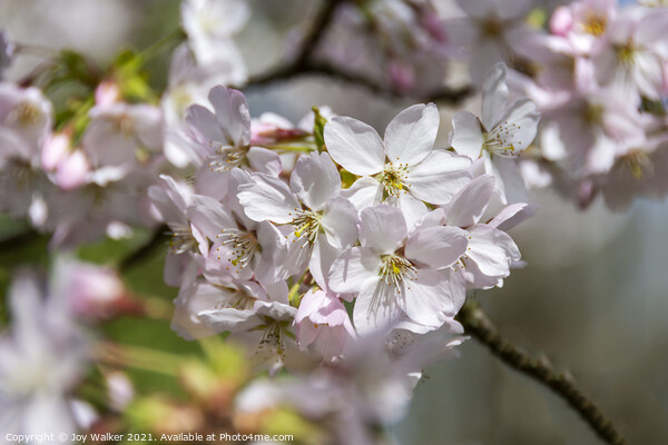 Pale pink Prunus Pandora blossom in early spring  Picture Board by Joy Walker