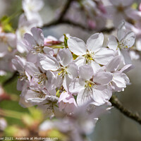 Buy canvas prints of Pale pink Prunus Pandora blossom in early spring  by Joy Walker