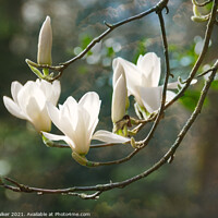 Buy canvas prints of Magnolia Denudata Columbus by Joy Walker