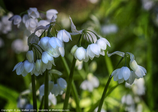 White bell shaped blooms, Picture Board by Joy Walker