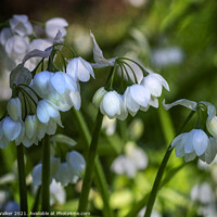 Buy canvas prints of White bell shaped blooms, by Joy Walker