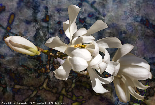 Three Magnolia blooms Picture Board by Joy Walker