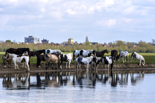 A herd of horses drinking and grazing Picture Board by Joy Walker