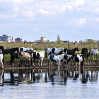 Buy canvas prints of A herd of horses drinking and grazing by Joy Walker