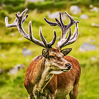 Buy canvas prints of STAG WITH VELVET ANTLERS by Sue Wood