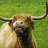 Buy canvas prints of Hairy cow with long horns and long tongue by Sue Wood