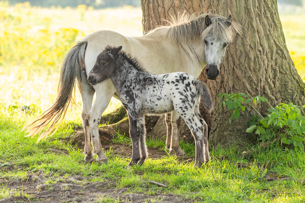 A pony and foal in Yorkshire countryside.  Picture Board by Ros Crosland