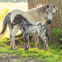 Buy canvas prints of A pony and foal in Yorkshire countryside.  by Ros Crosland
