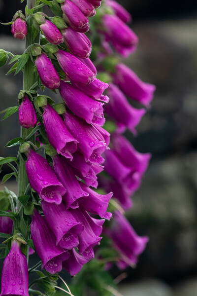 Foxgloves after rain.  Picture Board by Ros Crosland