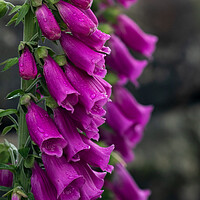 Buy canvas prints of Foxgloves after rain.  by Ros Crosland
