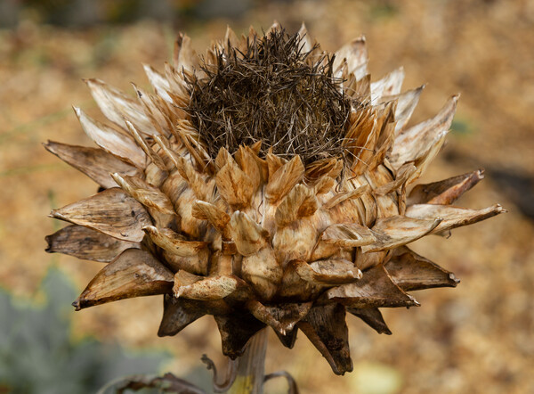 A Globe Artichoke Flower.  Picture Board by Ros Crosland