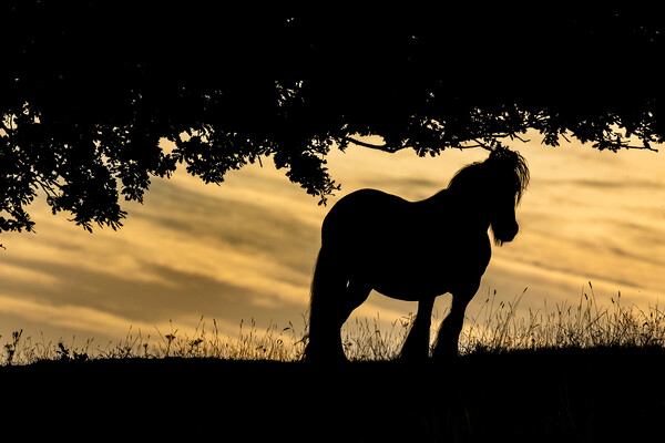 Horse Silhouette at Sunset.  Picture Board by Ros Crosland