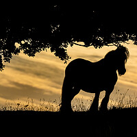 Horse Silhouette at Sunset.
