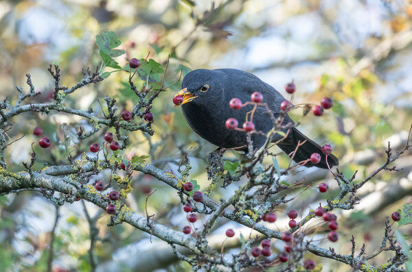 A Blackbird Eating Autumn Berries.  Picture Board by Ros Crosland