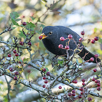 Buy canvas prints of A Blackbird Eating Autumn Berries.  by Ros Crosland