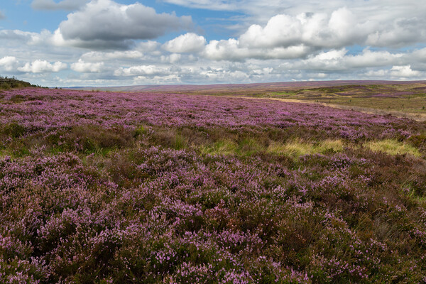 Yorkshire Moorland.  Picture Board by Ros Crosland
