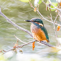 Buy canvas prints of A Juvenile Kingfisher.  by Ros Crosland