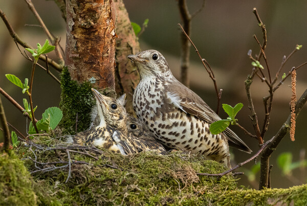 A Mistle Thrush Nest.  Picture Board by Ros Crosland
