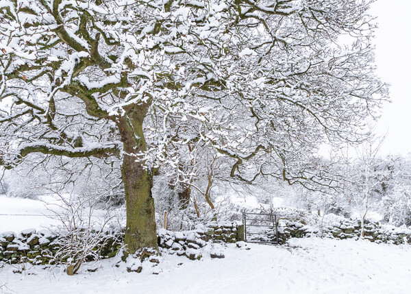 Winter Tree.  Picture Board by Ros Crosland