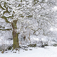 Buy canvas prints of Winter Tree.  by Ros Crosland