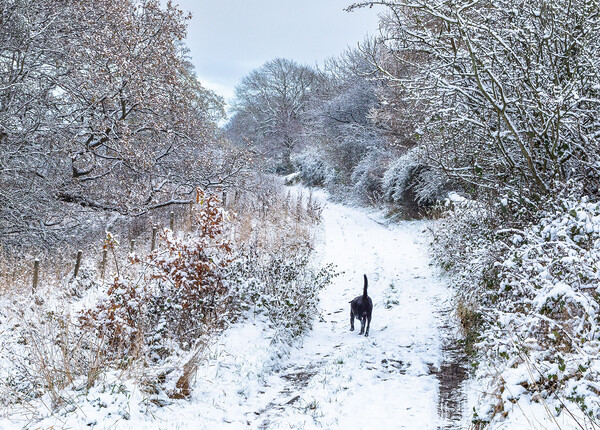 A winter dog walk.  Picture Board by Ros Crosland