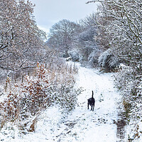 Buy canvas prints of A winter dog walk.  by Ros Crosland