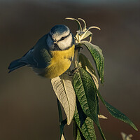 Click to show how this picture will look as a piece of wall art