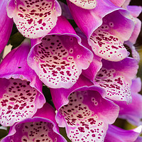 Buy canvas prints of Foxglove flower close-up by Ros Crosland