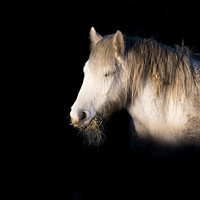 Buy canvas prints of A horse eating hay, lit beautifully in winter sun. by Ros Crosland