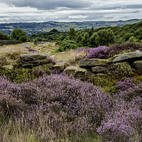 Buy canvas prints of Yorkshire heather and drystone walling by Ros Crosland