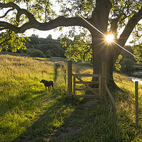 Buy canvas prints of Summer Evening Dog walk by Ros Crosland