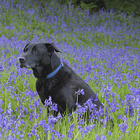 Buy canvas prints of A black labrador surrounded by bluebells. by Ros Crosland